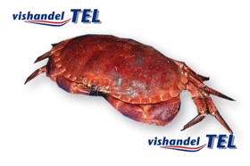 noordzeekrab.jpg noordzeekrab.jpg